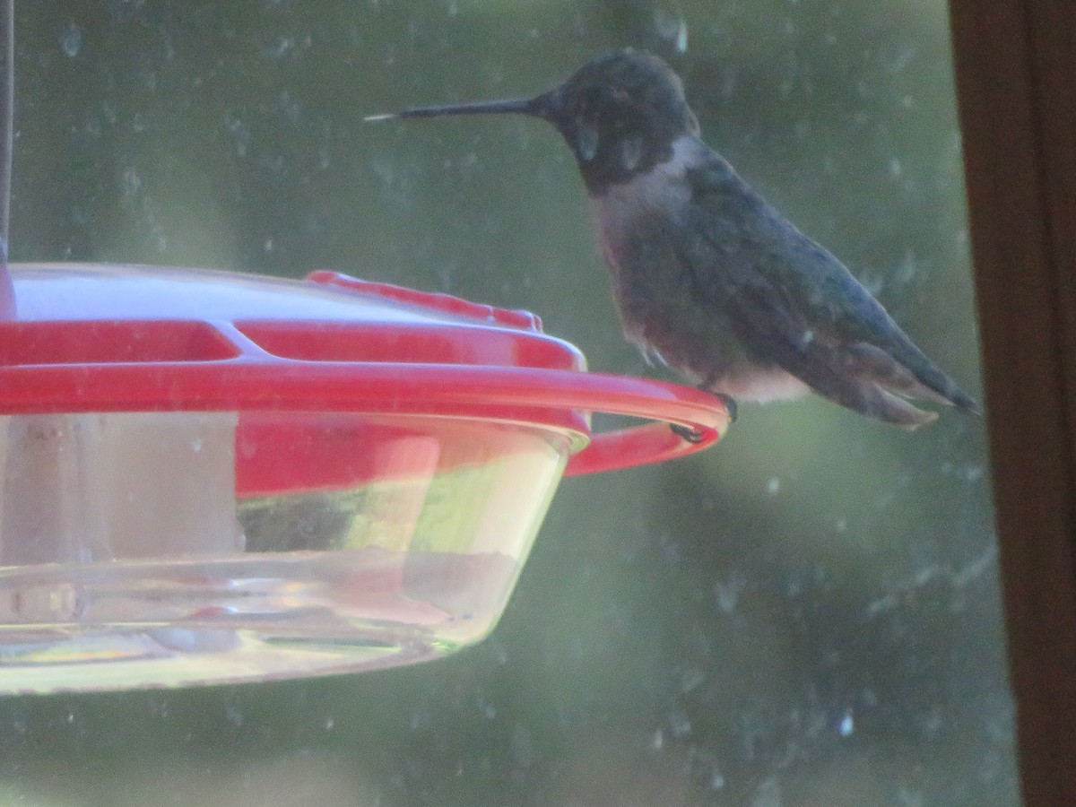 Ruby-throated Hummingbird - ML641093111
