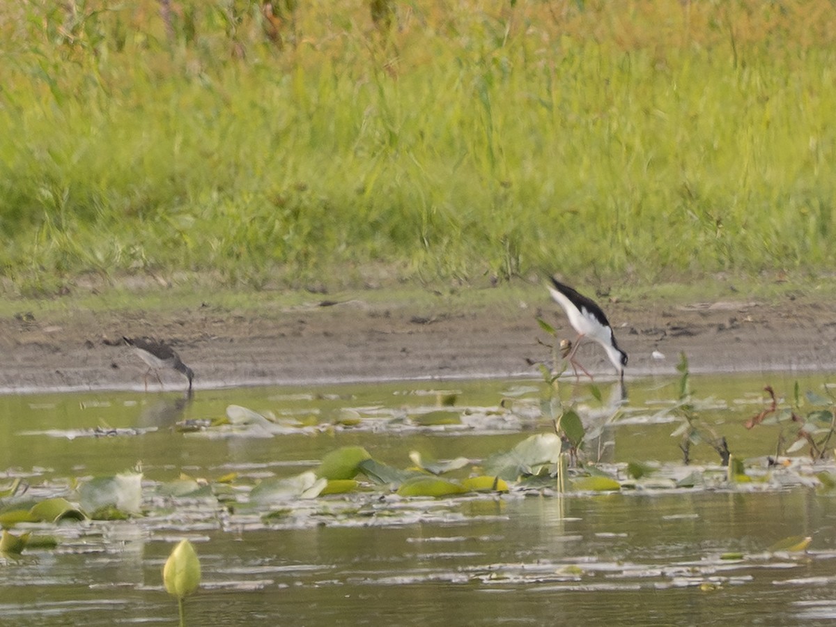 Black-necked Stilt - ML641093117