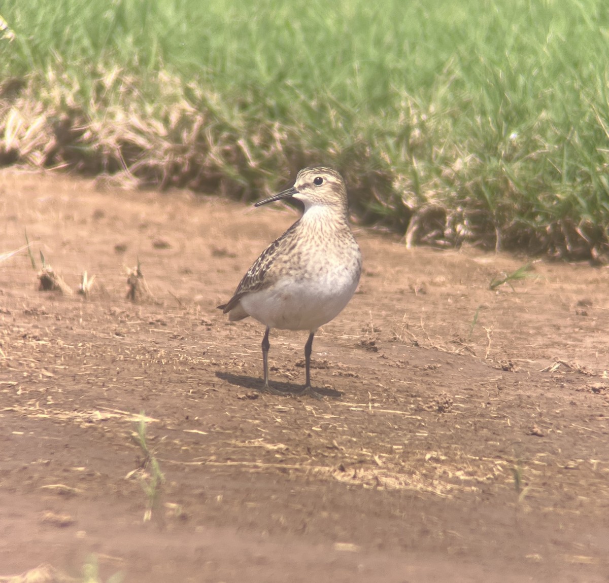 Baird's Sandpiper - ML641093134