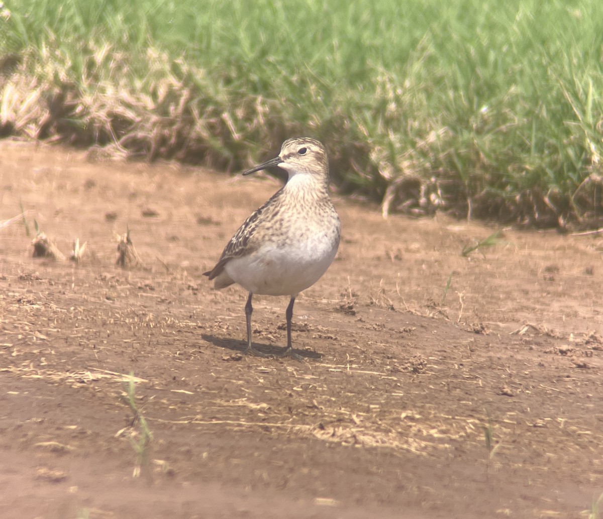 Baird's Sandpiper - ML641093135