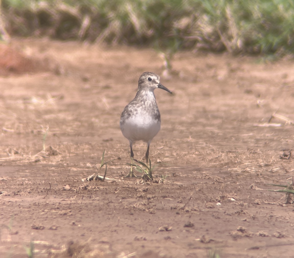 Least Sandpiper - ML641093145