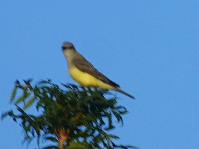 Western Kingbird - ML641093159