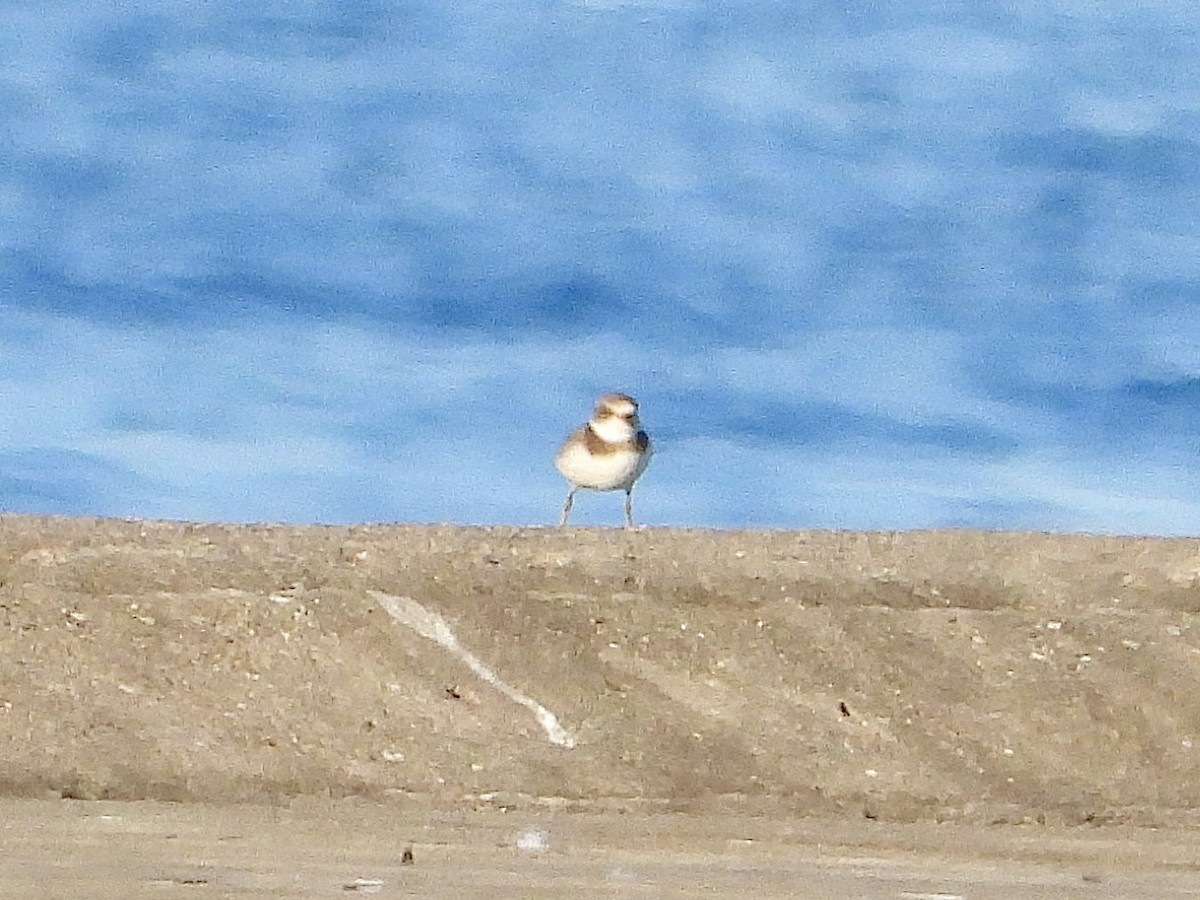 Semipalmated Plover - ML641093167