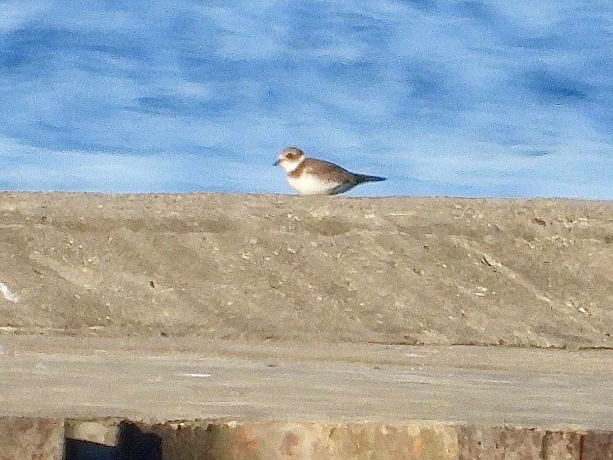 Semipalmated Plover - ML641093168