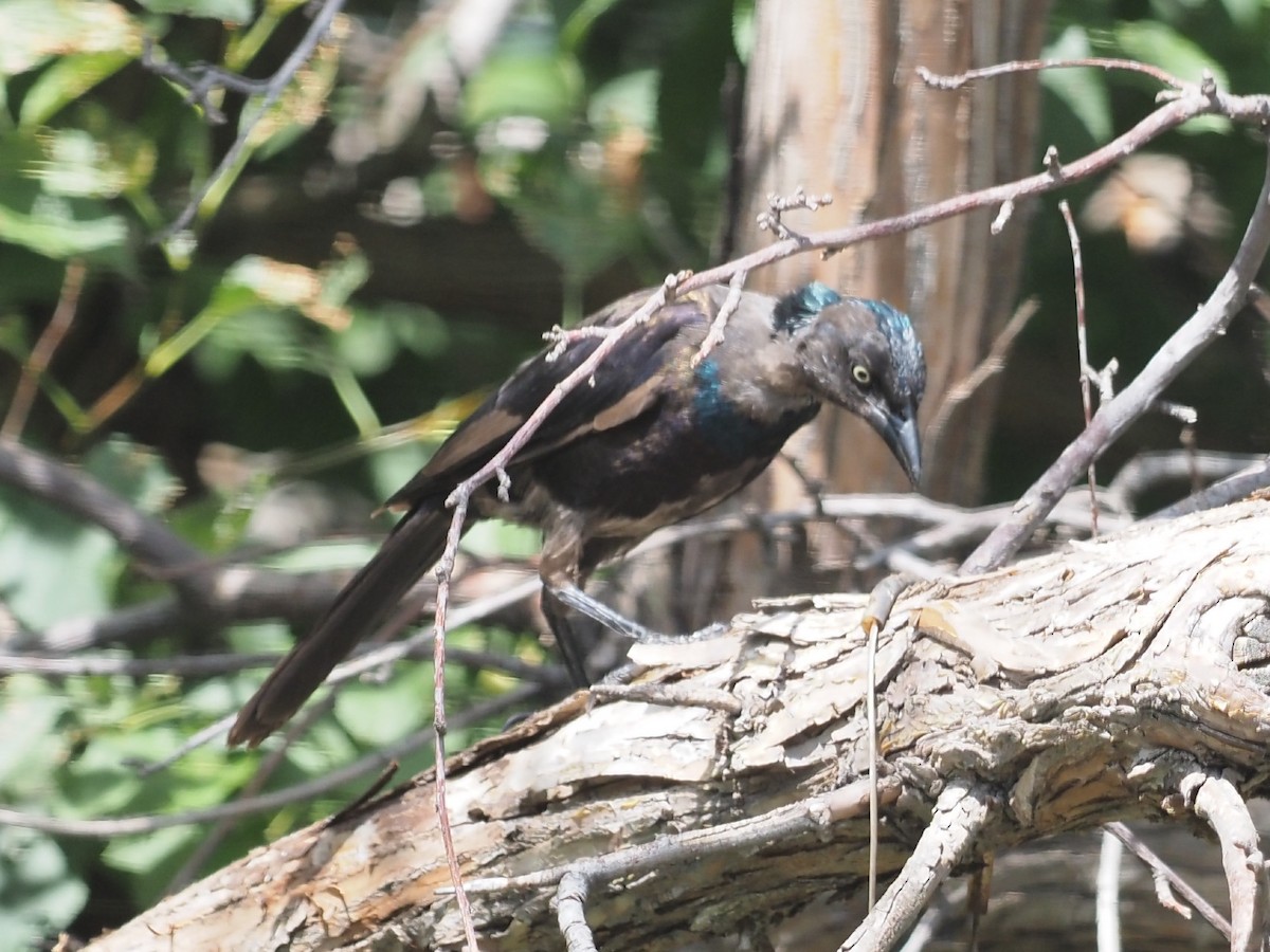 Common Grackle - ML641093173
