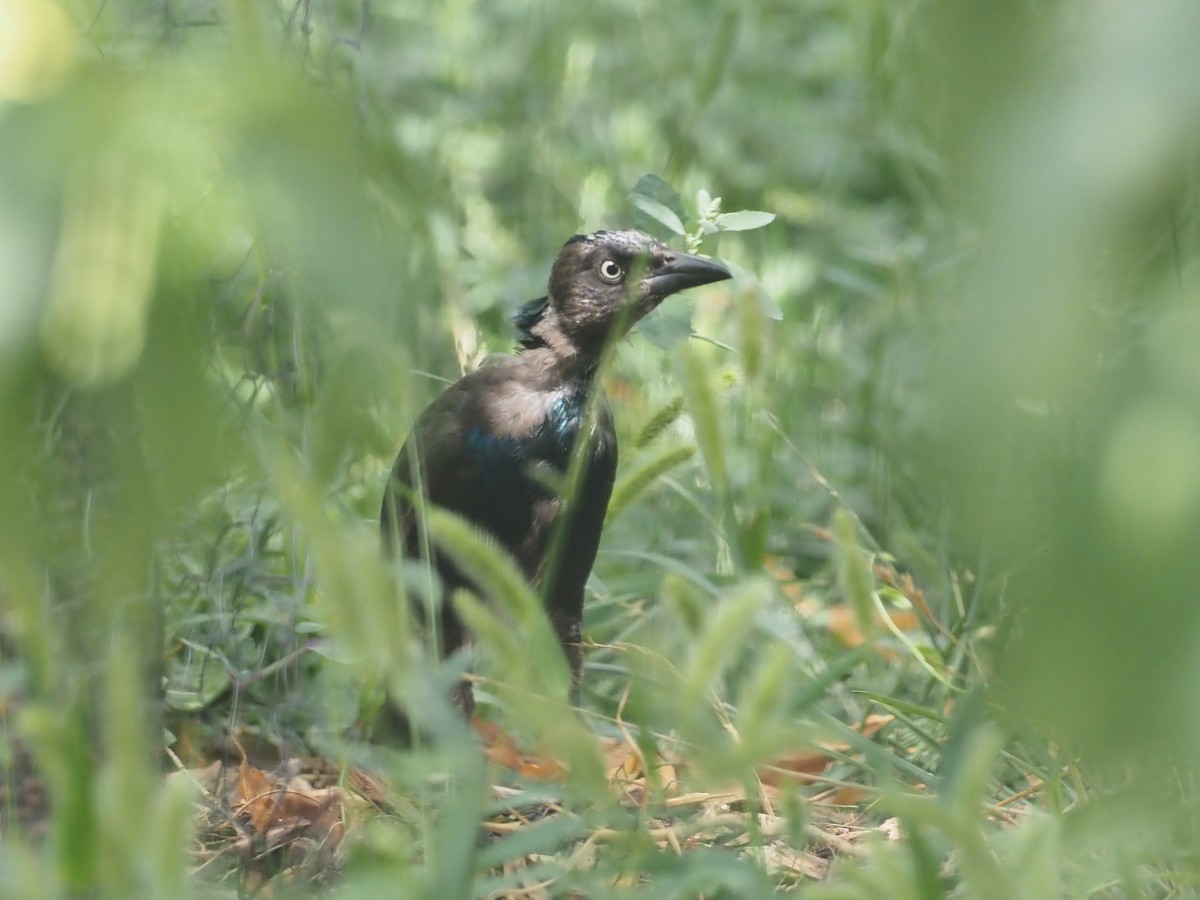 Common Grackle - ML641093174