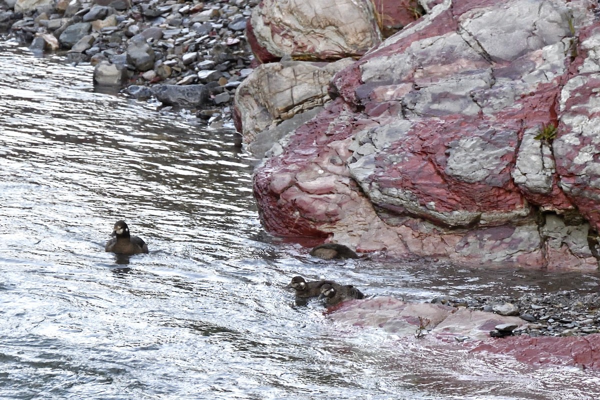 Harlequin Duck - ML641093192