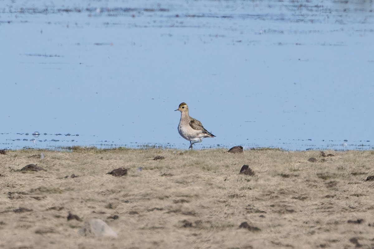 American Golden-Plover - ML641093193