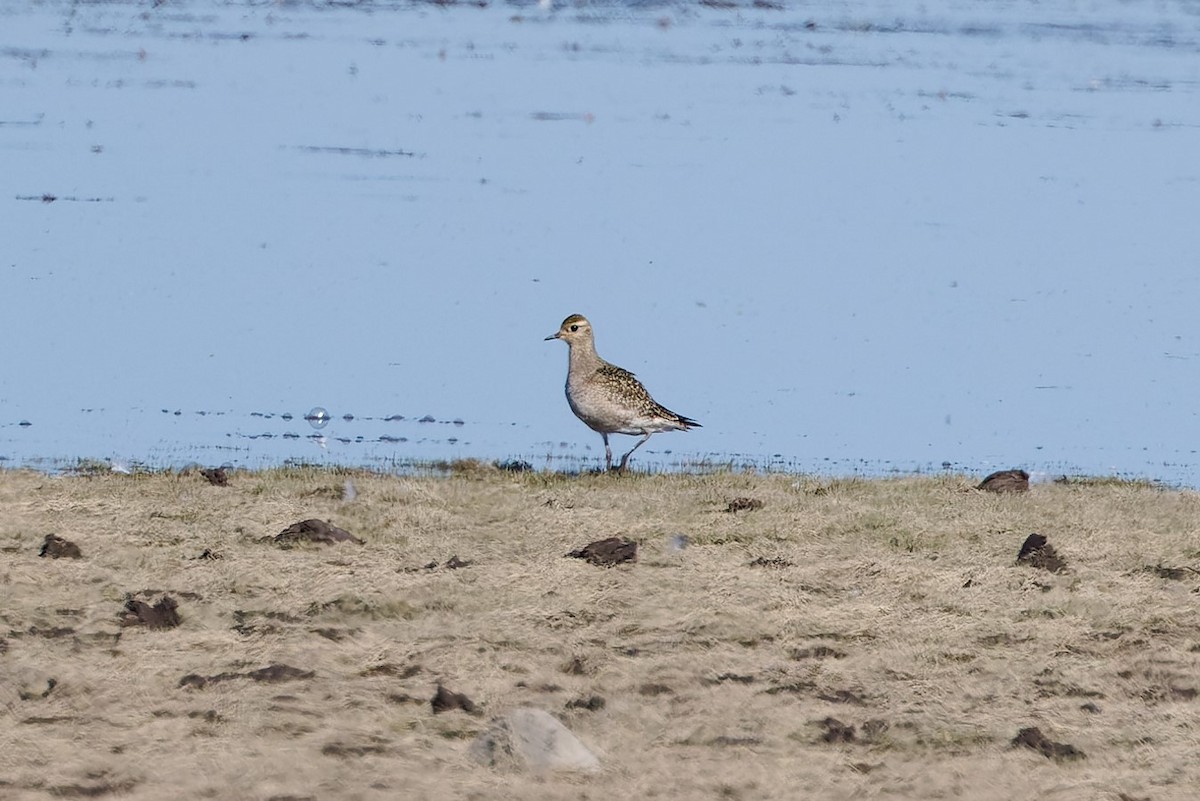 American Golden-Plover - ML641093215