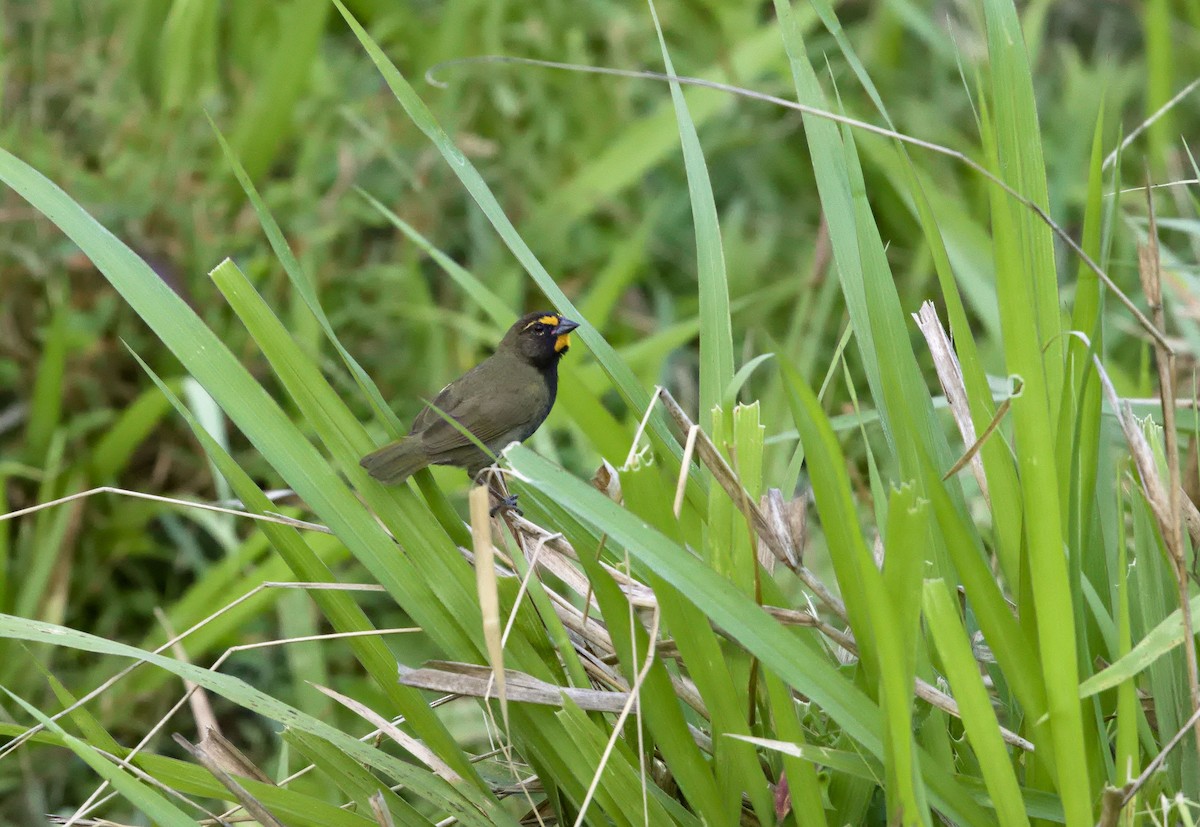 Yellow-faced Grassquit - ML641093233