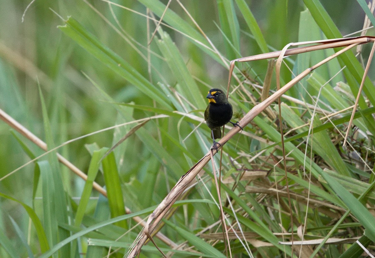 Yellow-faced Grassquit - ML641093234