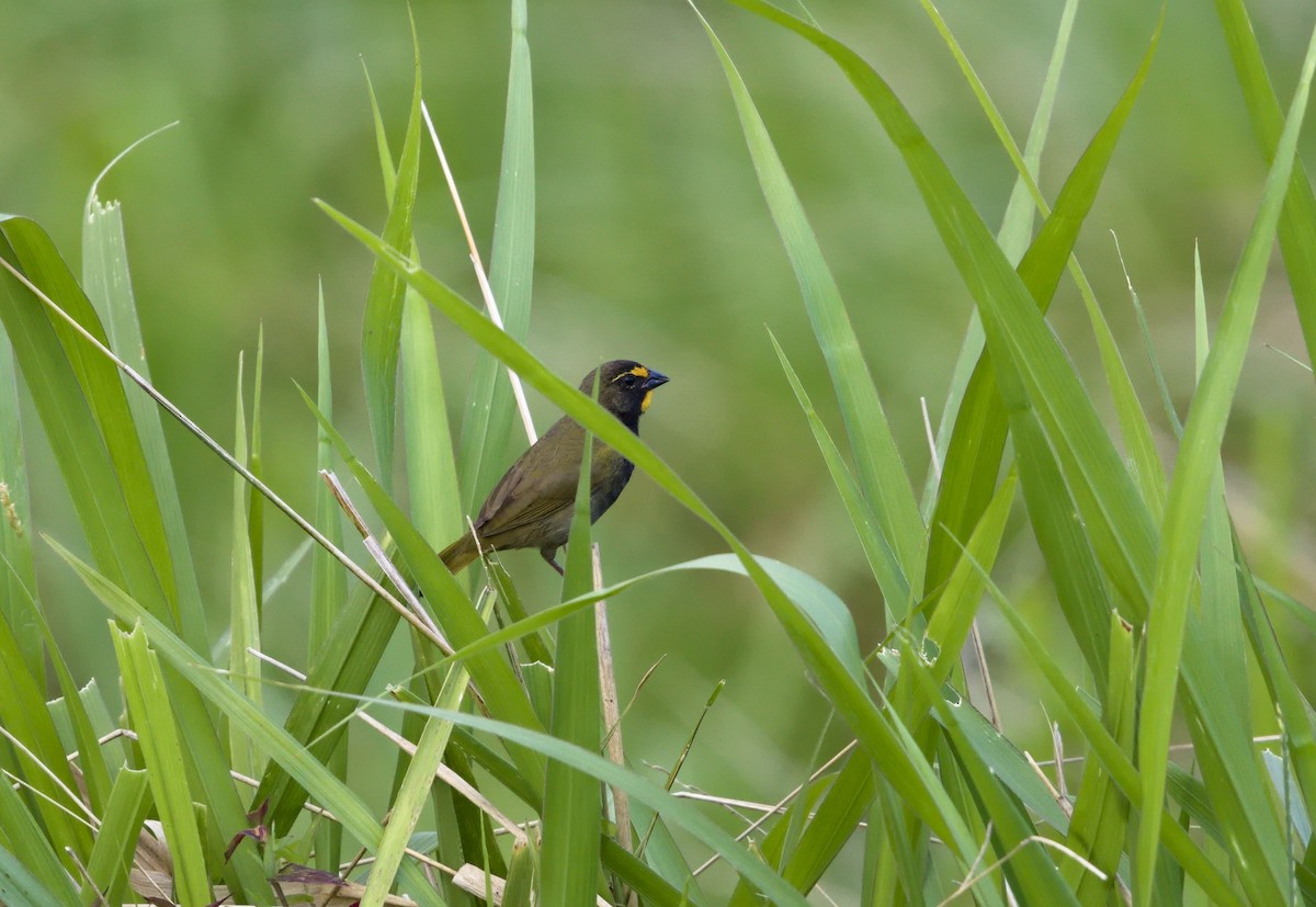 Yellow-faced Grassquit - ML641093235