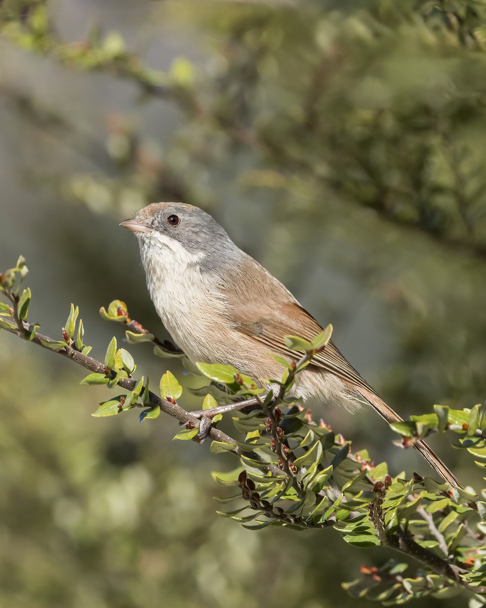 Pipipi - ML641093239
