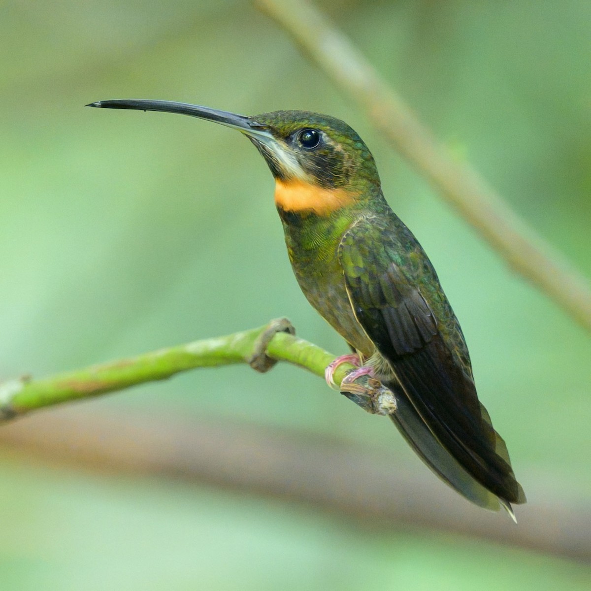 Pale-tailed Barbthroat - ML641093249
