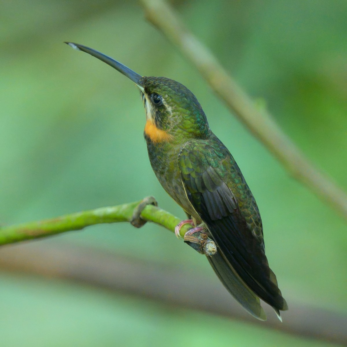 Pale-tailed Barbthroat - ML641093250
