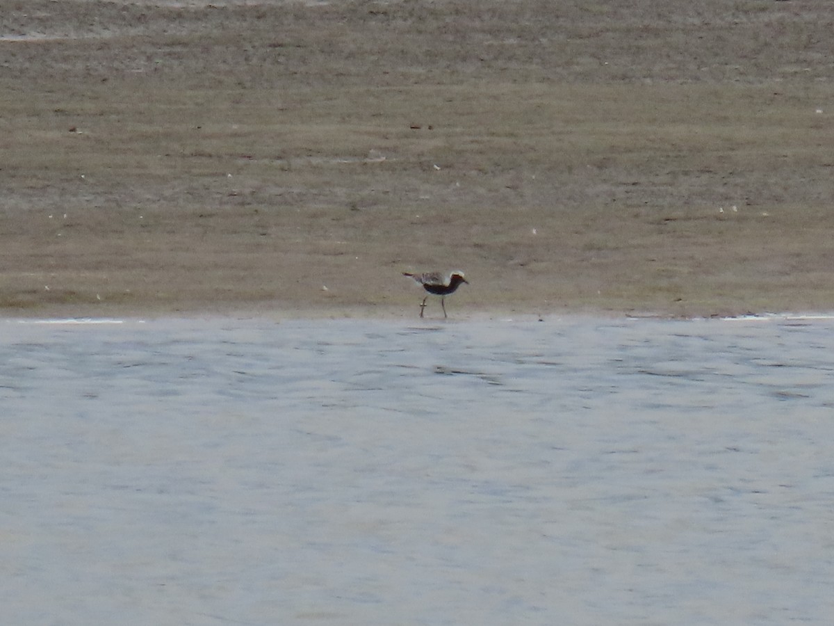 Black-bellied Plover - ML641093251