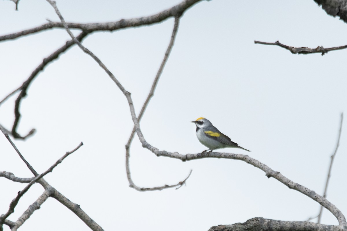 Golden-winged Warbler - ML641093252