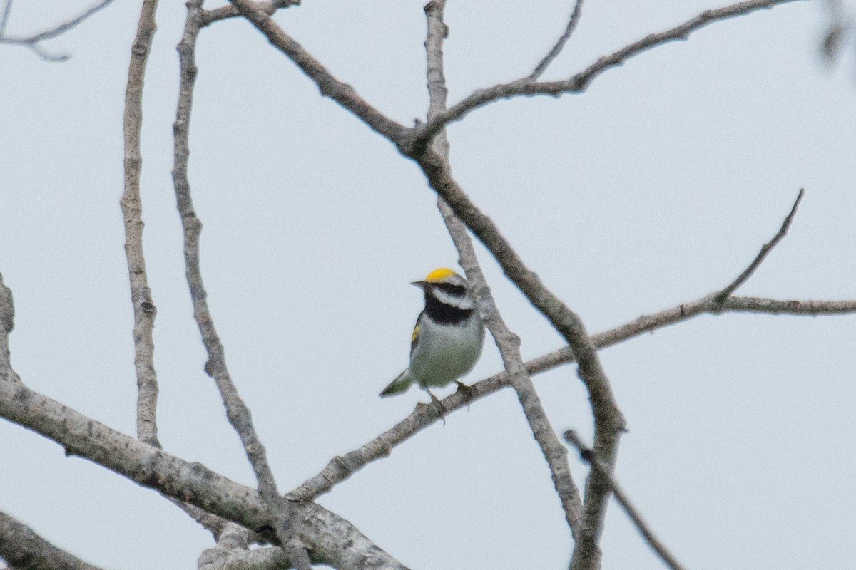 Golden-winged Warbler - ML641093253