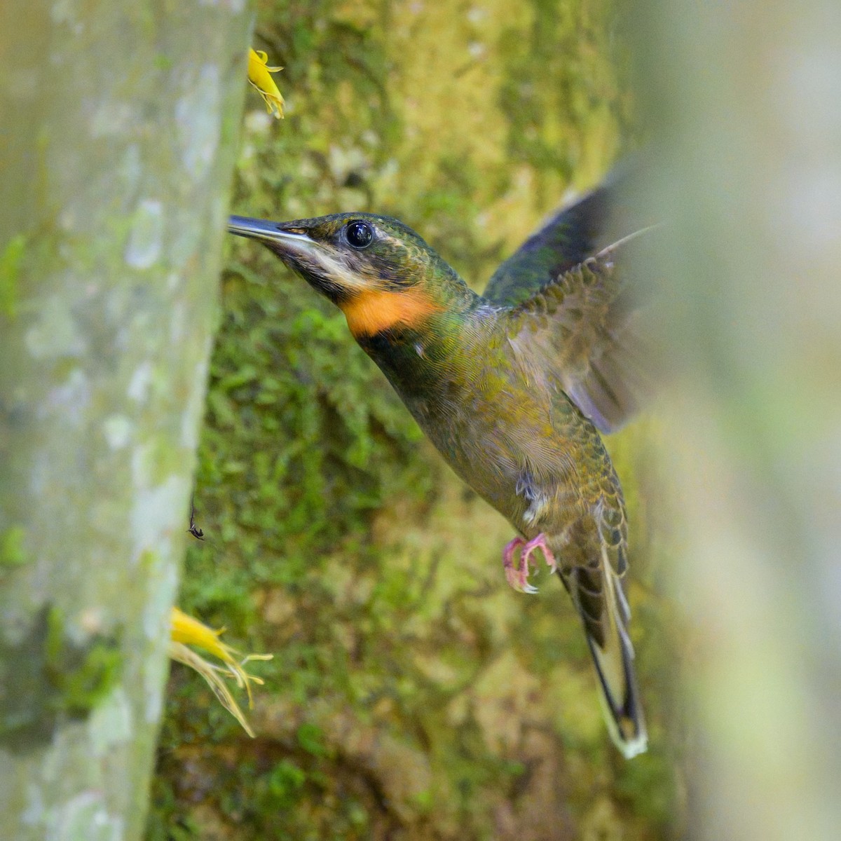 Pale-tailed Barbthroat - ML641093257