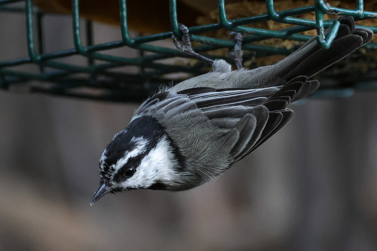 Mésange de Gambel - ML641093266