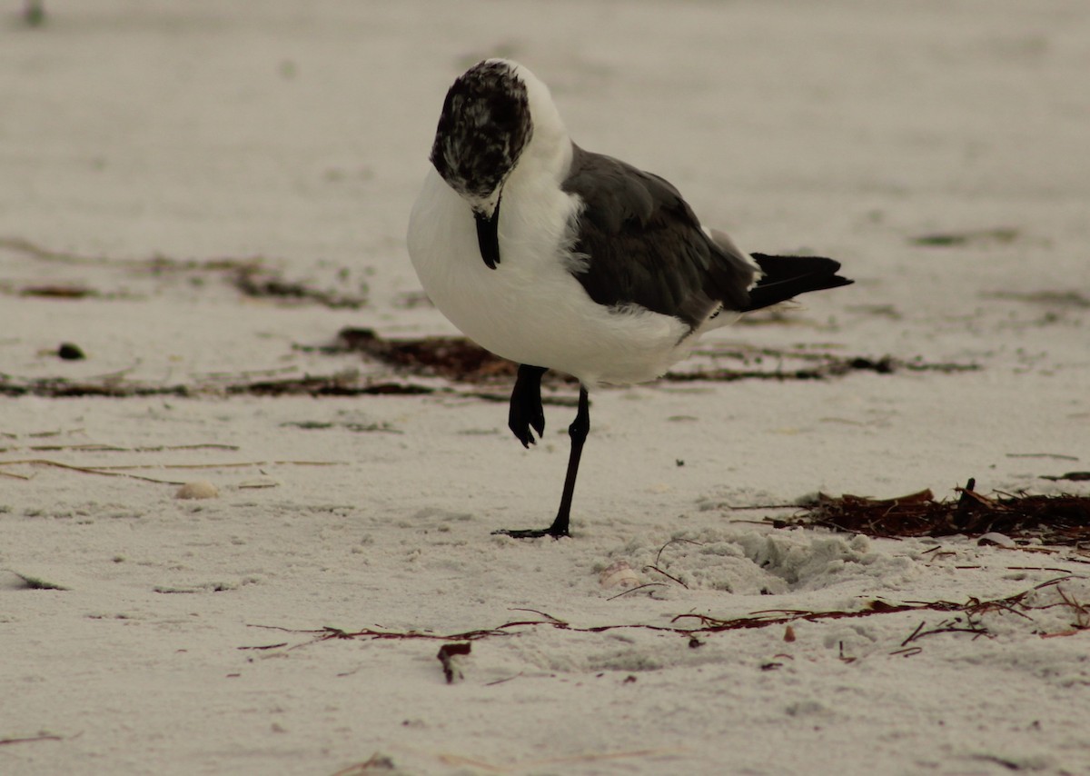 Antxeta mokogorri amerikarra - ML641093293
