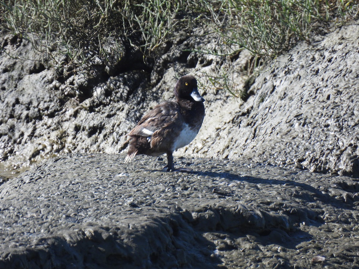 Greater/Lesser Scaup - ML641093294