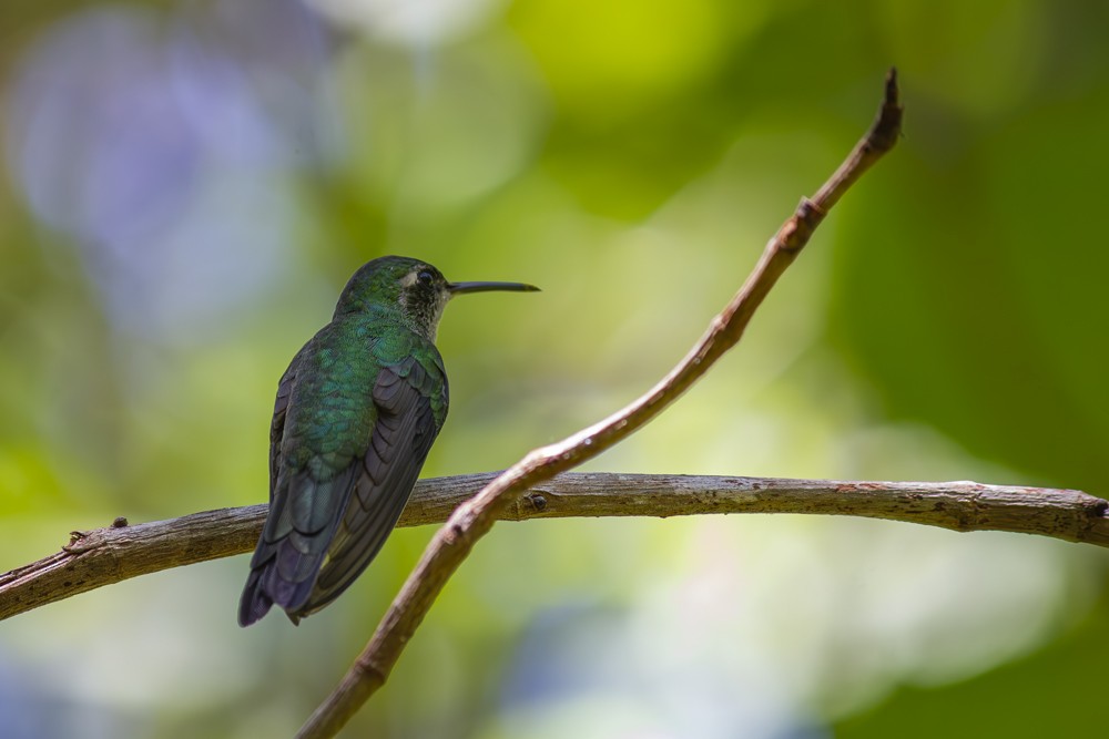 Cuban Emerald - ML641093371