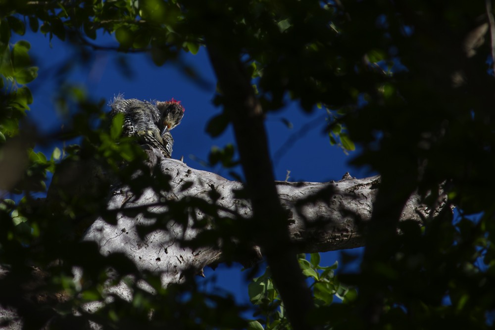 West Indian Woodpecker - ML641093400