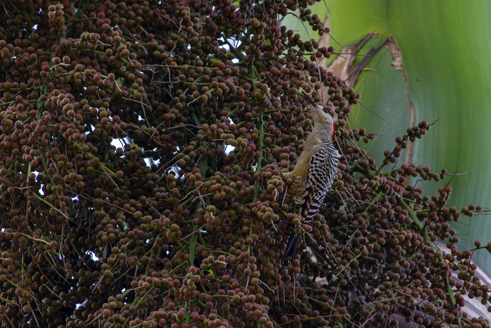 West Indian Woodpecker - ML641093401