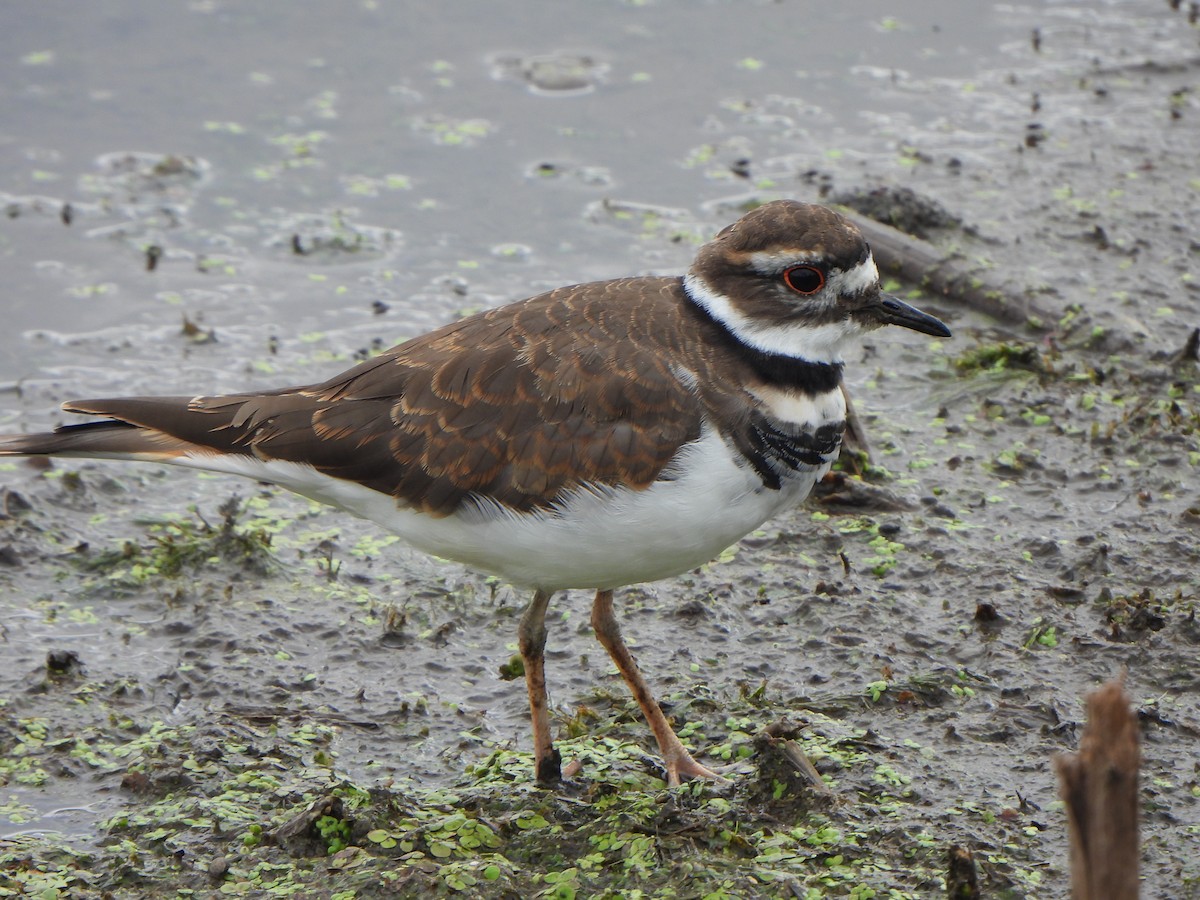 Killdeer - ML641093427