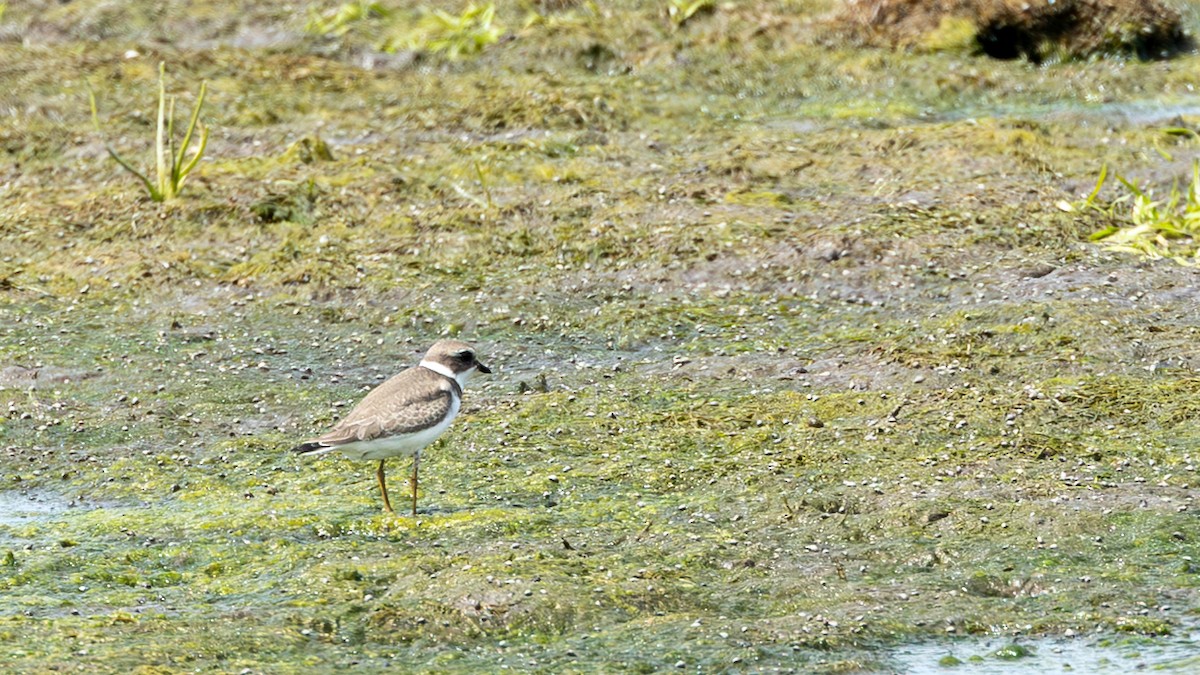 Semipalmated Plover - ML641093459