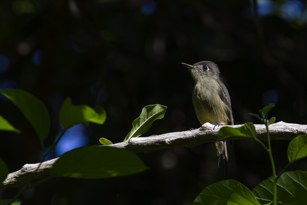 Cuban Pewee - ML641093460