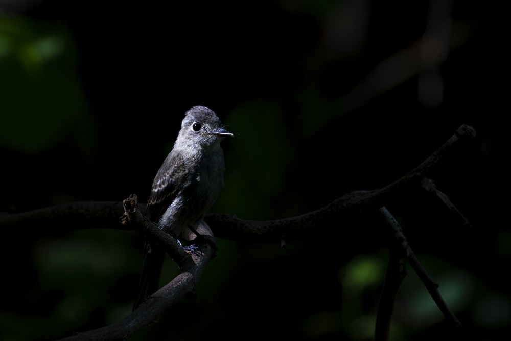 Cuban Pewee - ML641093461