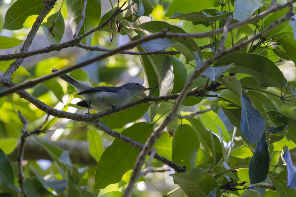 Blue-gray Gnatcatcher - ML641093471
