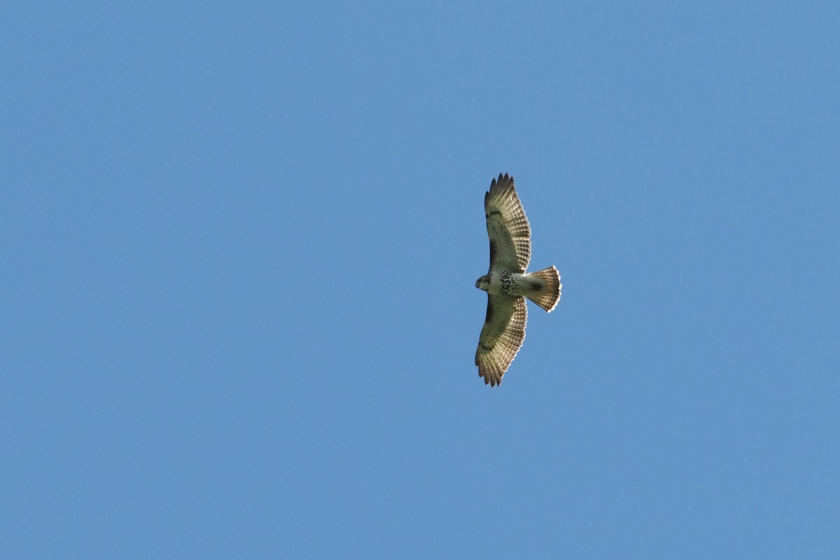Zapelatz buztangorria - ML641093476