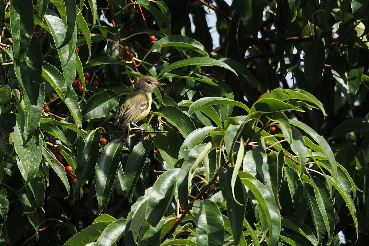 Bell's Vireo - ML641093492