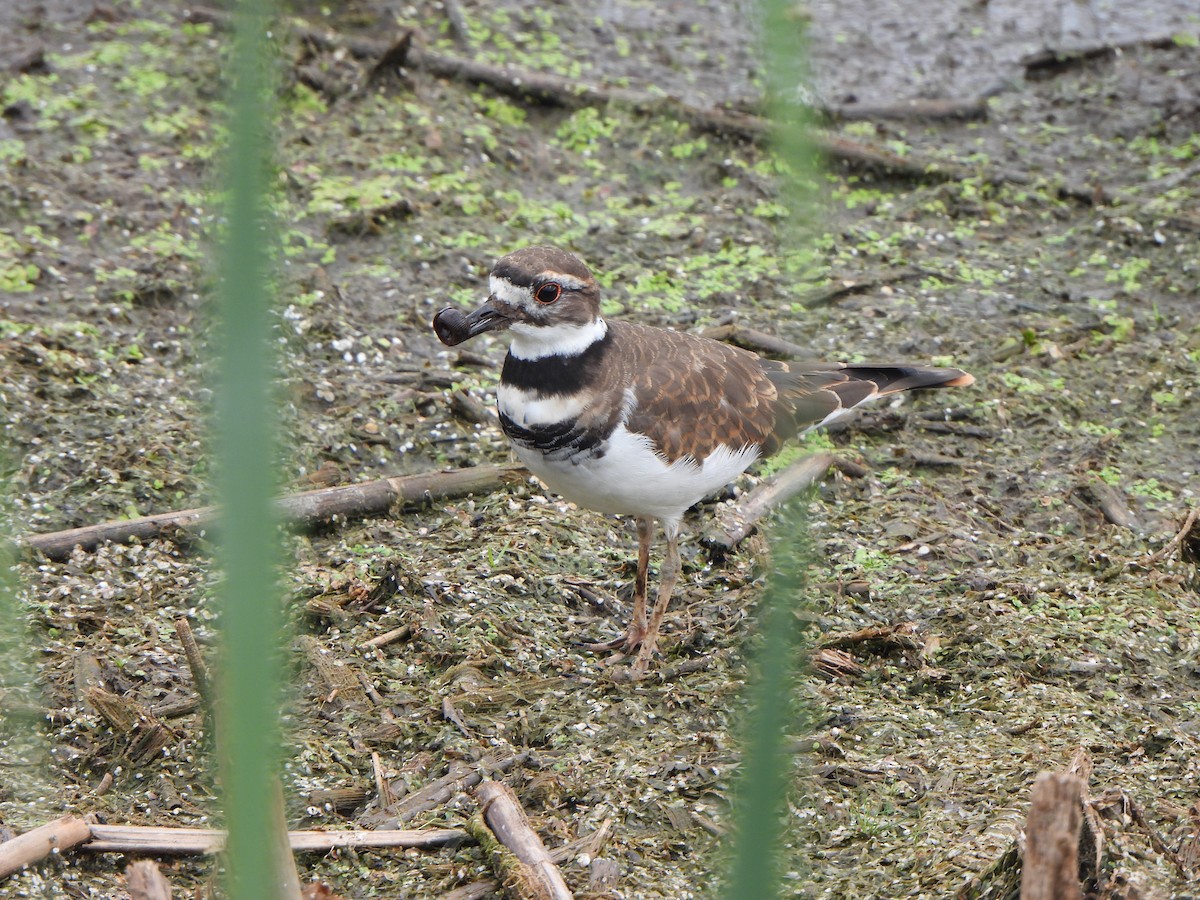 Killdeer - ML641093502