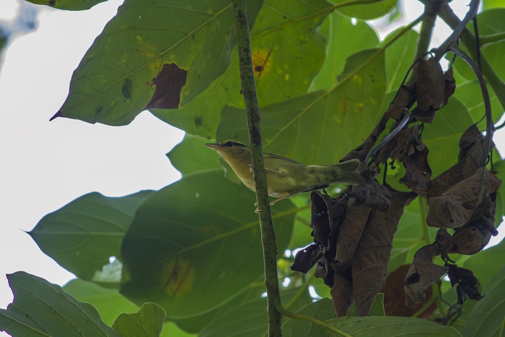 Worm-eating Warbler - ML641093518