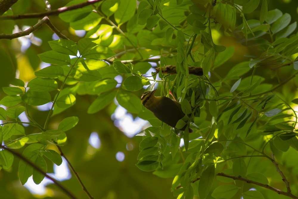 Worm-eating Warbler - ML641093519