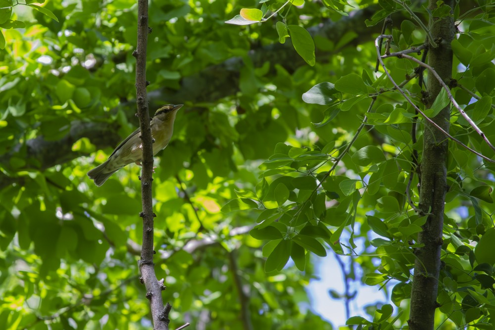 Worm-eating Warbler - ML641093520