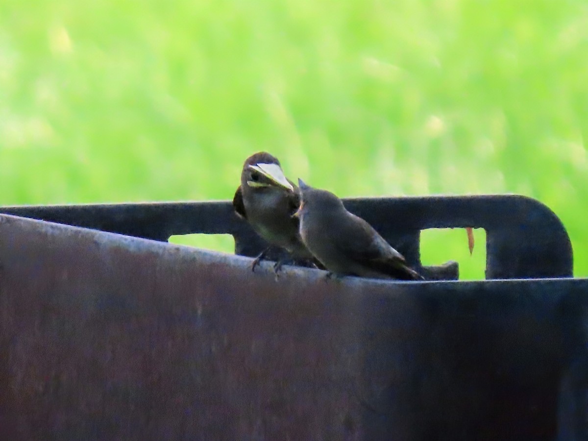 Western Wood-Pewee - ML641093526