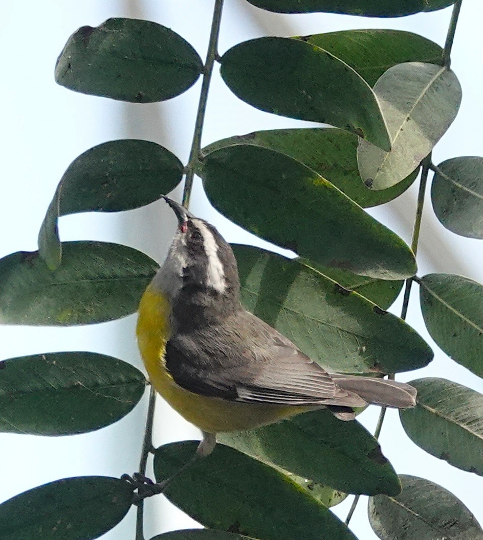 Bananaquit - ML641093533