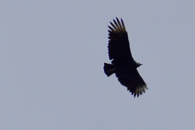 Black Vulture - ML641093538