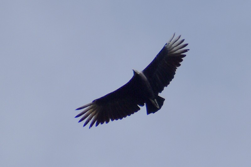 Black Vulture - ML641093539