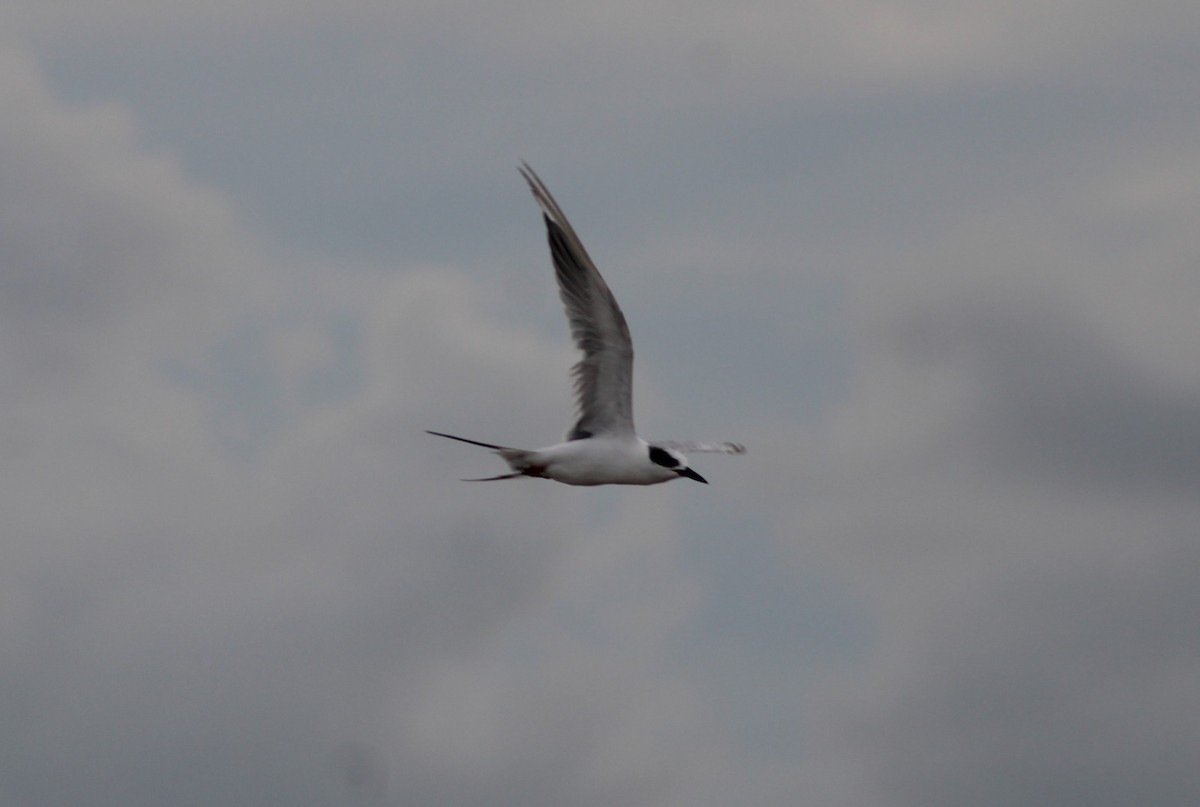 Forster's Tern - ML641093561