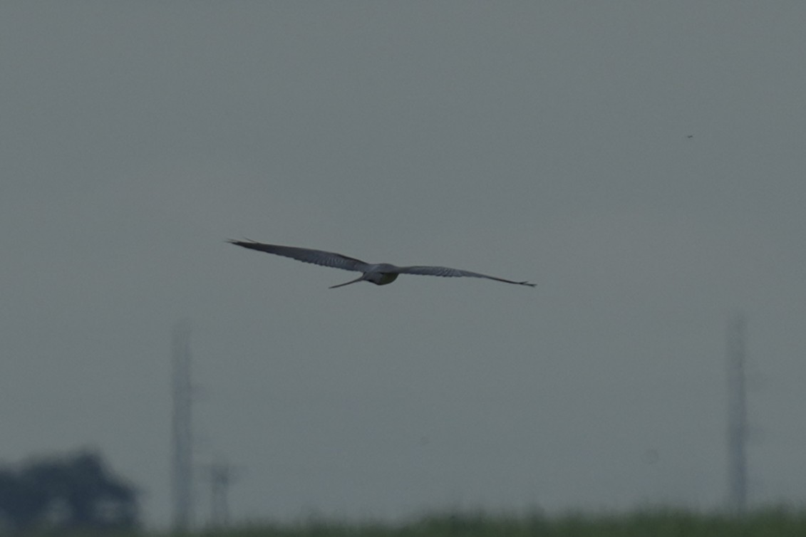 Swallow-tailed Kite - ML641093566
