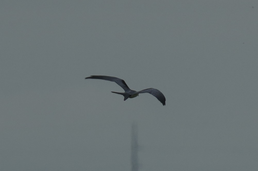 Swallow-tailed Kite - ML641093567