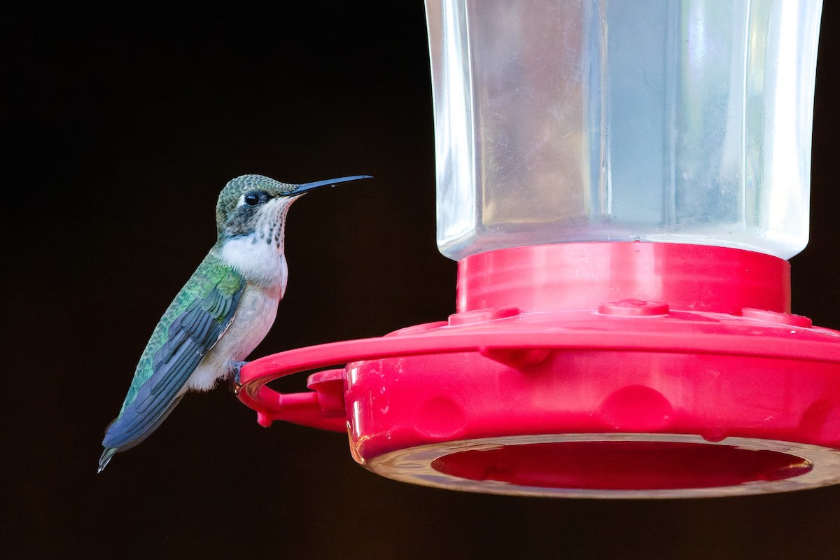 Black-chinned Hummingbird - ML641093641