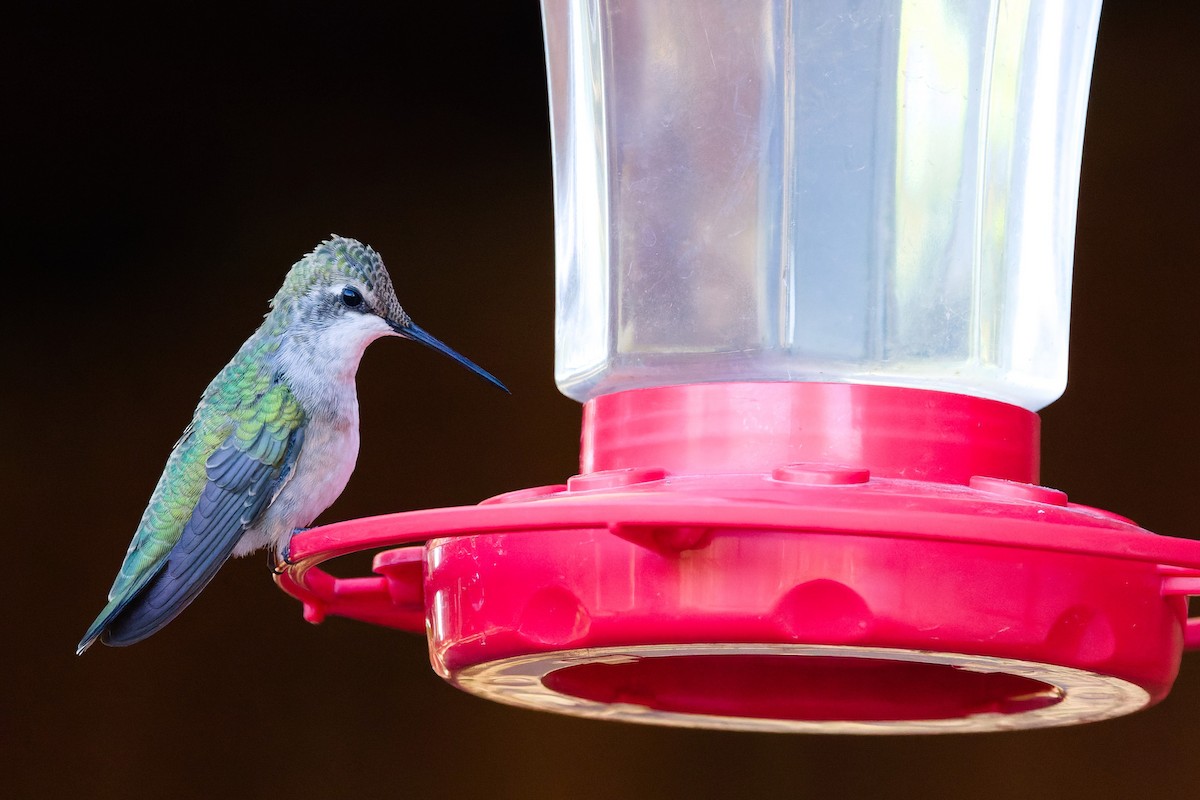 Black-chinned Hummingbird - ML641093653