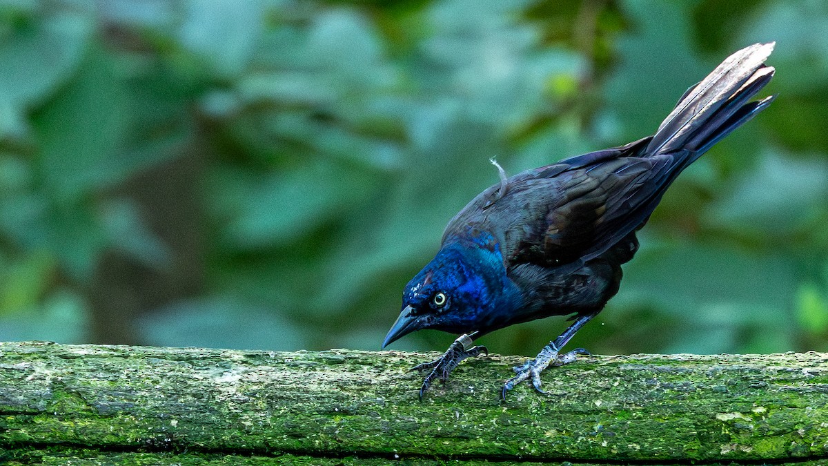 Common Grackle - ML641093666